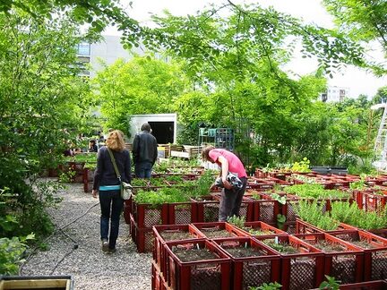 Gemeinschaftgärten in Berlin Kreuzberg mit Kisten mit vielen Pflanzen